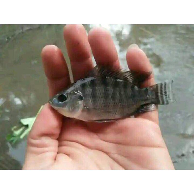 Bibit Ikan Nila Nirwana Ukuran 2 Jari