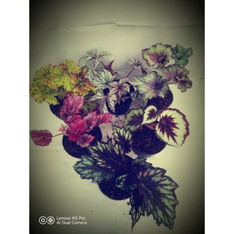 paket hemat 6 begonia (rex bludru,jari,bambu,keong violet,sultan,rex hybrid)