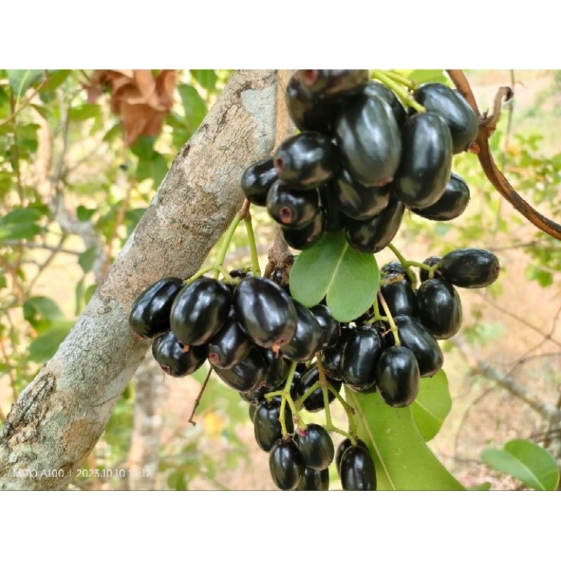 

Jamblang / Buah juwet duwet
