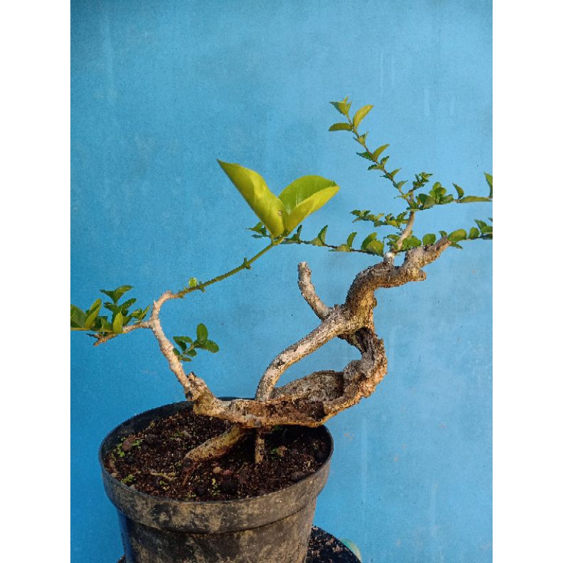 Bonsai Wacang (Wahong Sancang) Mame