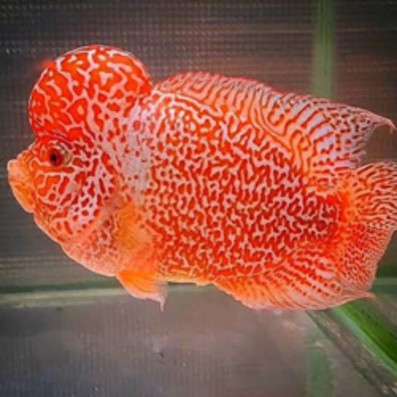 Lampu aquarium yellow golden base Louhan lohan