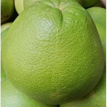 

JERUK POMELO SUPER JUMBO