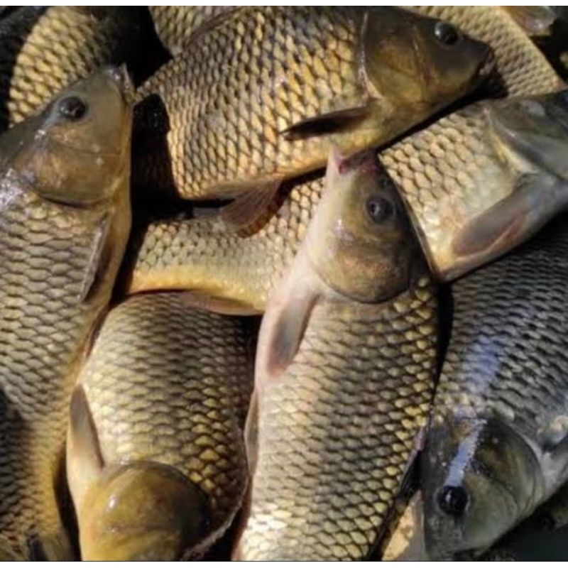 

ikan mas fresh ikan mas 1 kg