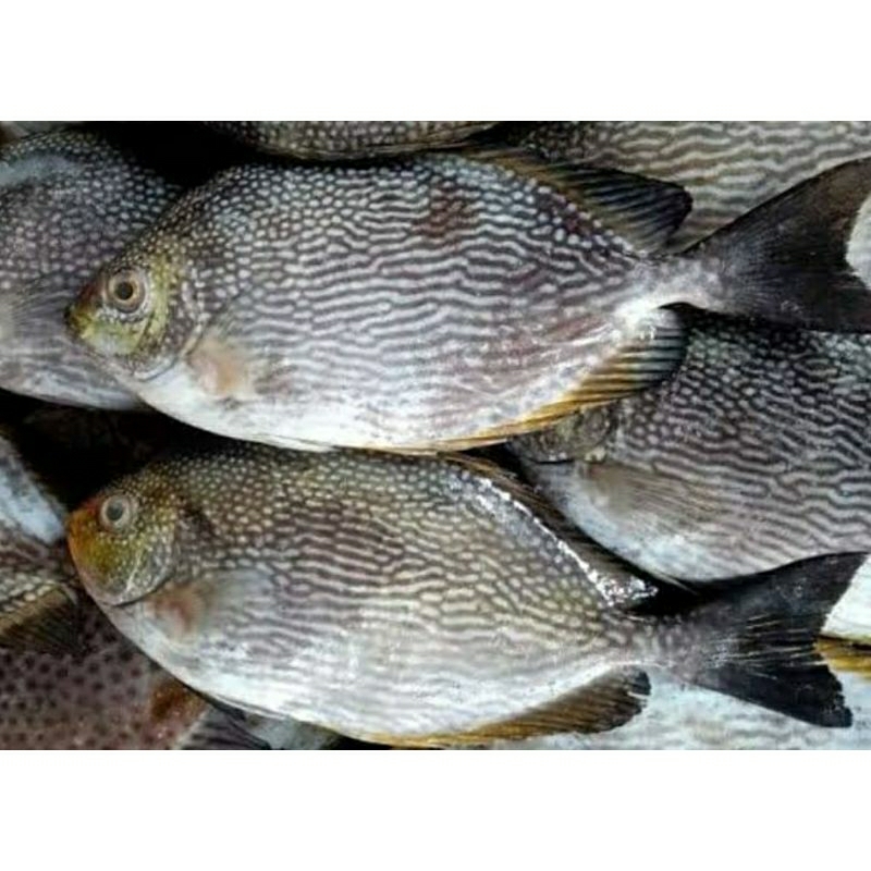 

Ikan Baronang Beku (+/- 300gr)