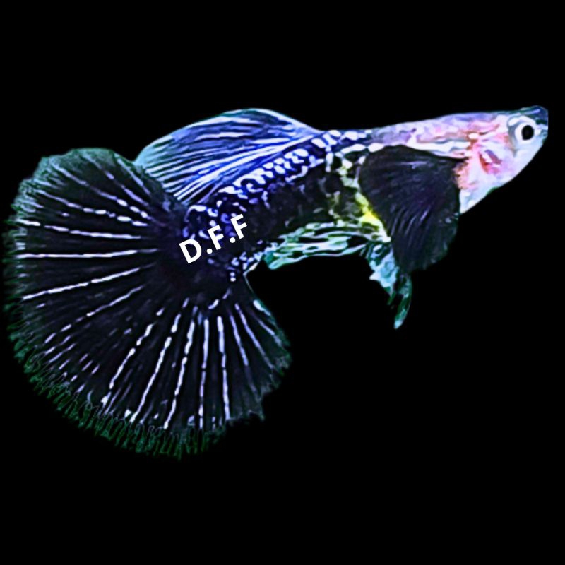 

kardus packing-purple dragon big ear