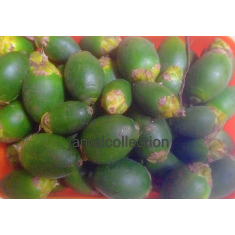 

PINANG / JAMBE MUDA