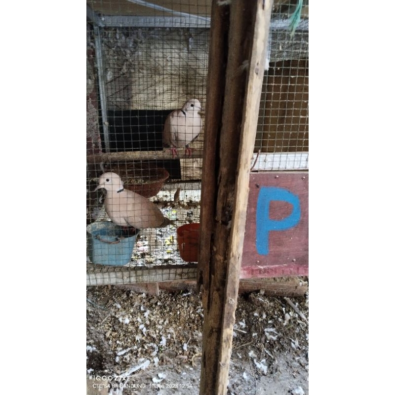 puter pelung sepasang indukan anak juara nasionak