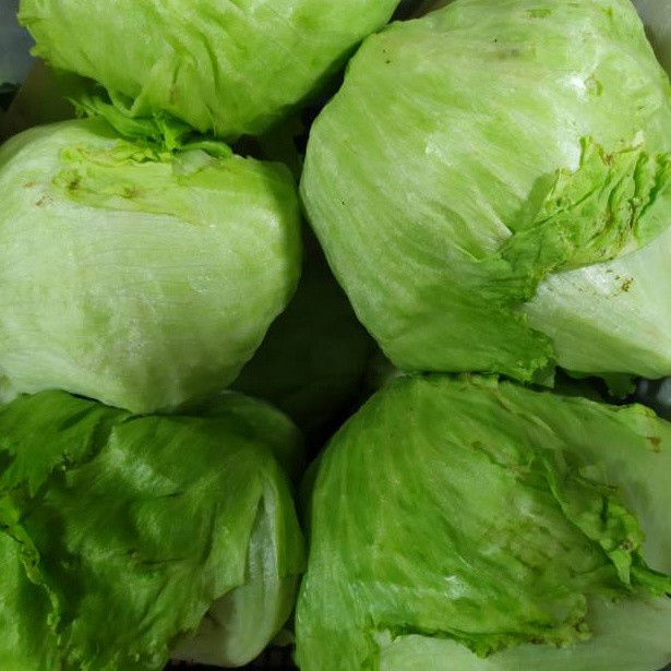 

Kode UFE018 Lettuce head/500 gram