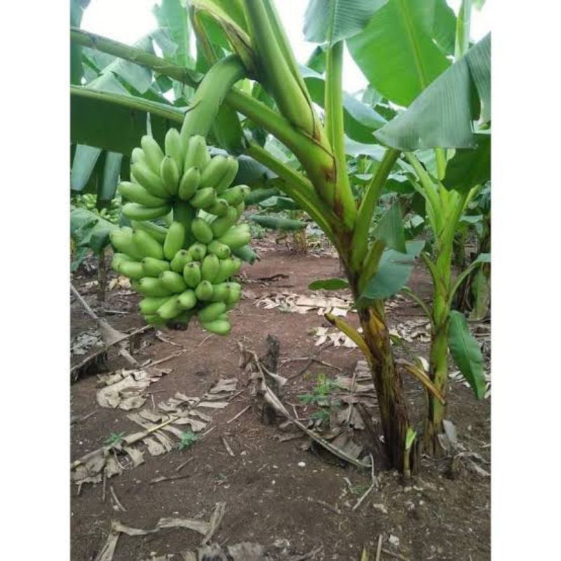 PROMO MURAH Bibit Pisang Kirana Mas, Jual Bibit Pisang Mas Kirana