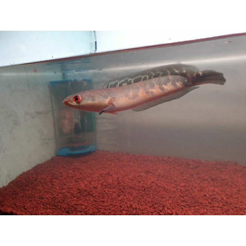 maru ys 20Cm