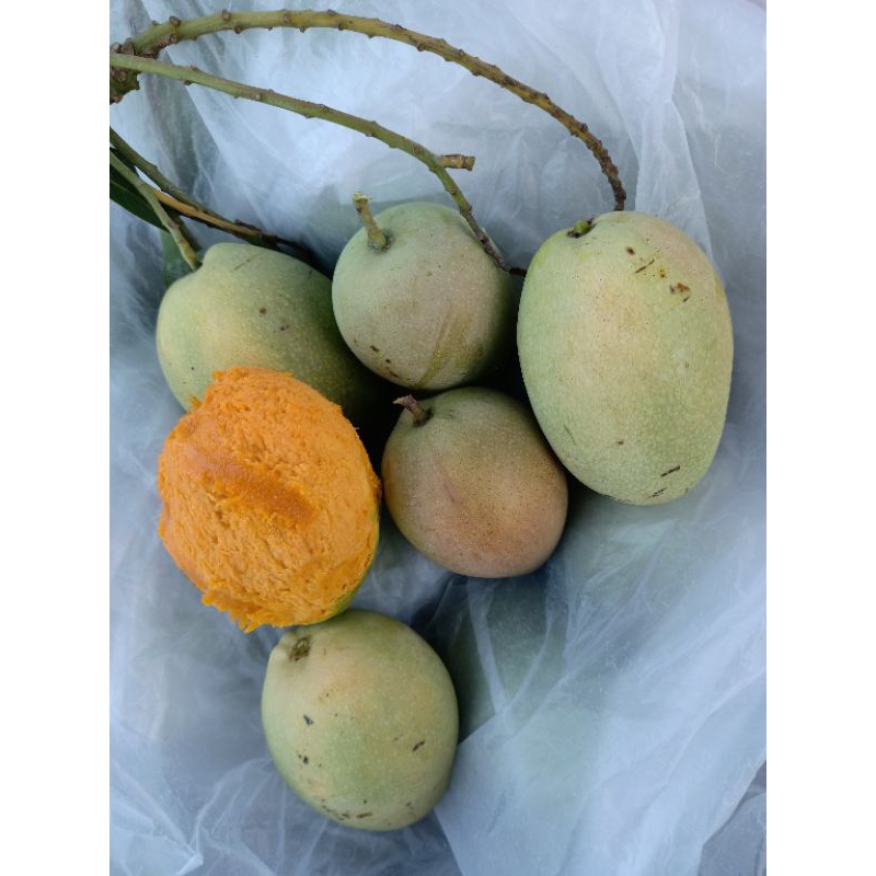 

Mangga Matang di Pohon