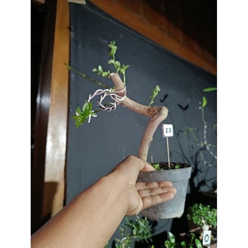 bonsai Sancang meliuk