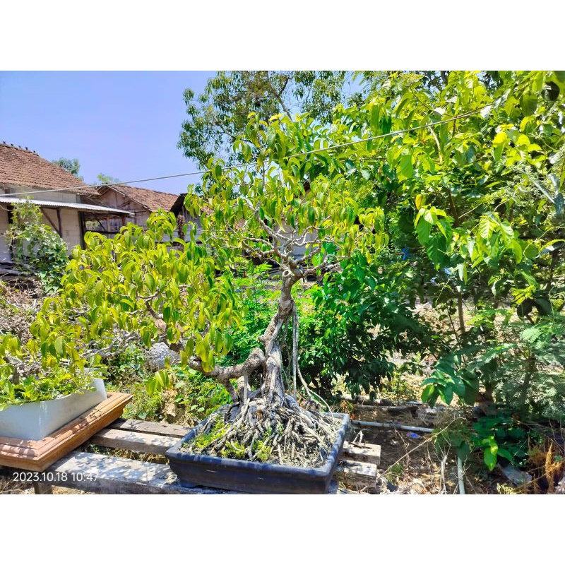 bonsai beringin benjamina