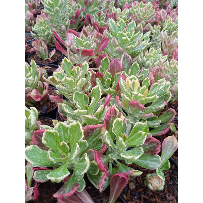 Eforbia Mona adenium Varigata Pink