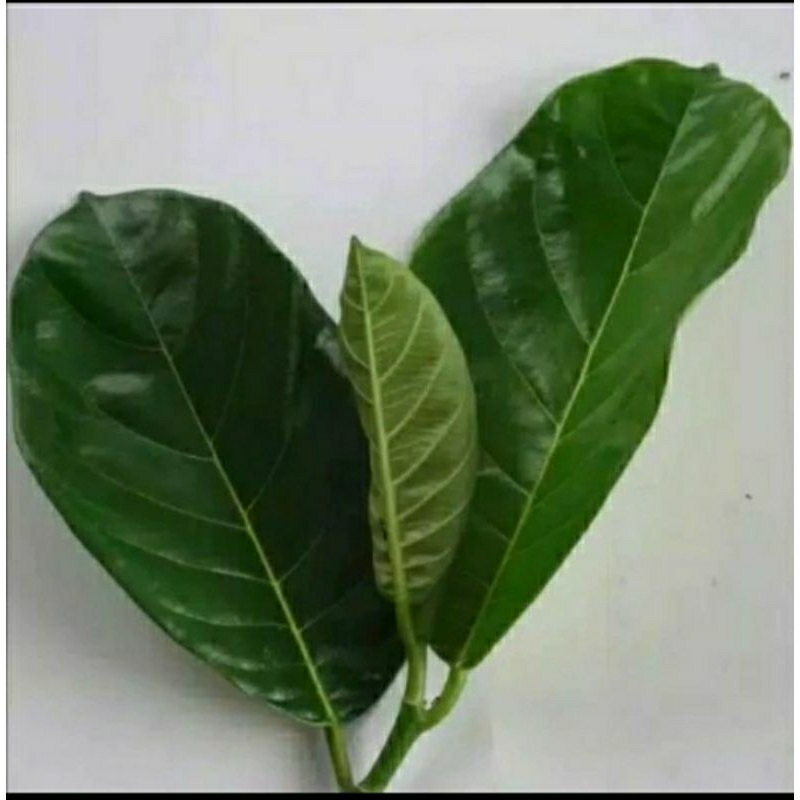 

Daun Nangka Segar Alami Perlembar
