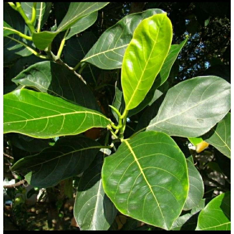 

TERMURAH - Daun Nangka Segar Alami