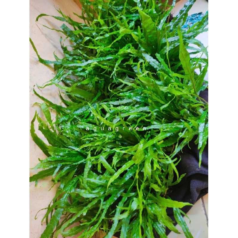 kadaka trident tanaman aquascape