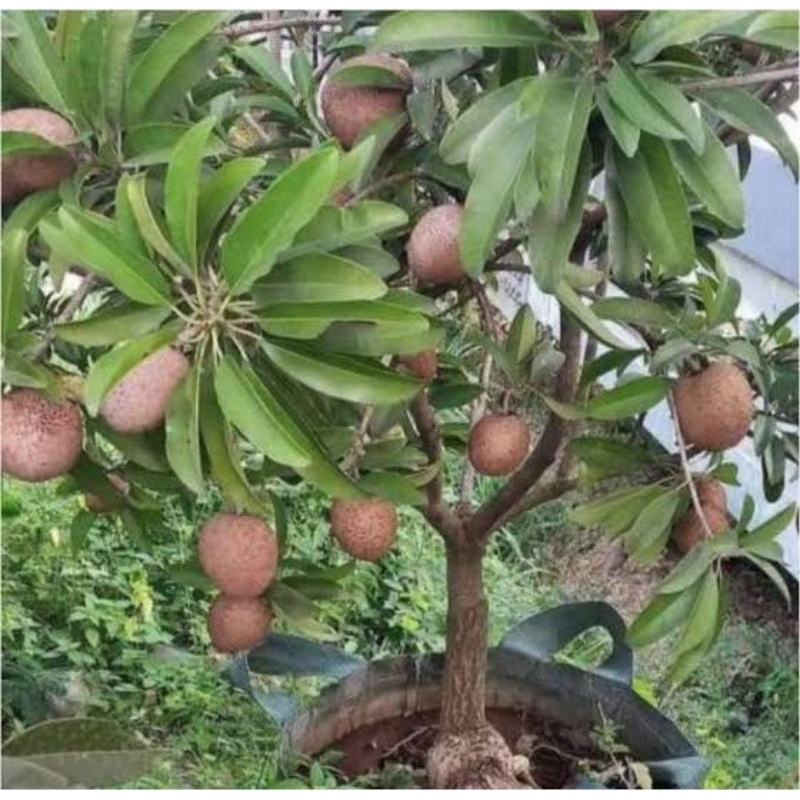 bibit sawo jumbo kondisi sudah berbunga dan berbuah