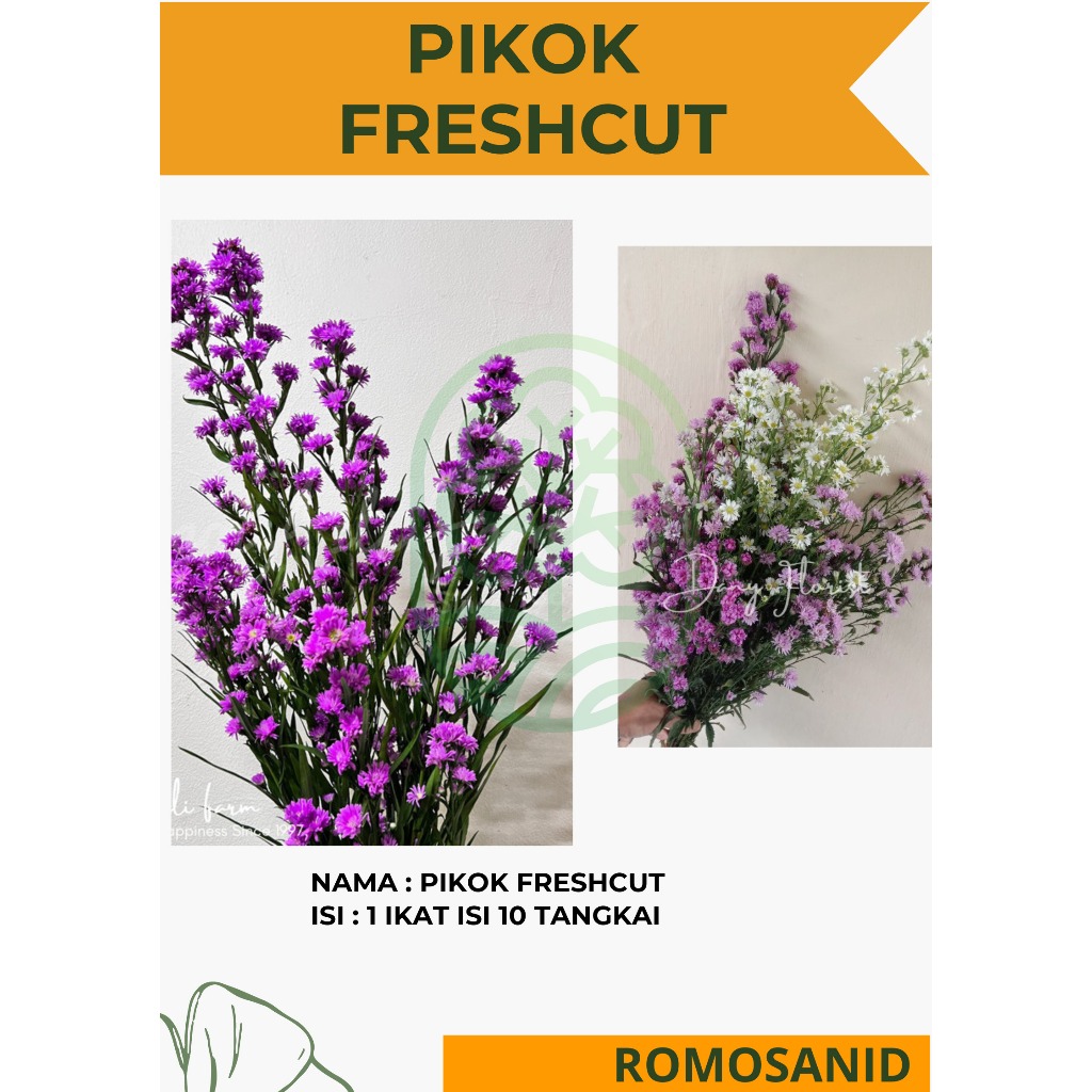pikok potong 1 ikat - bunga pikok potong