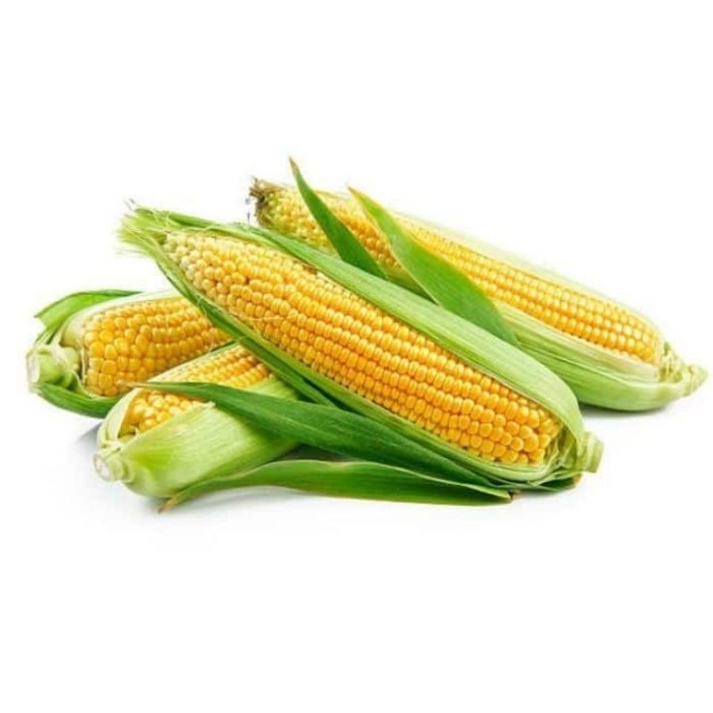 

jagung manis kulit