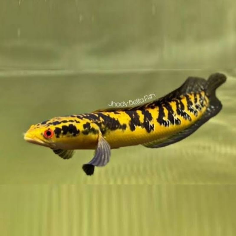Channa Maru Ys ukuran 35-40 cm