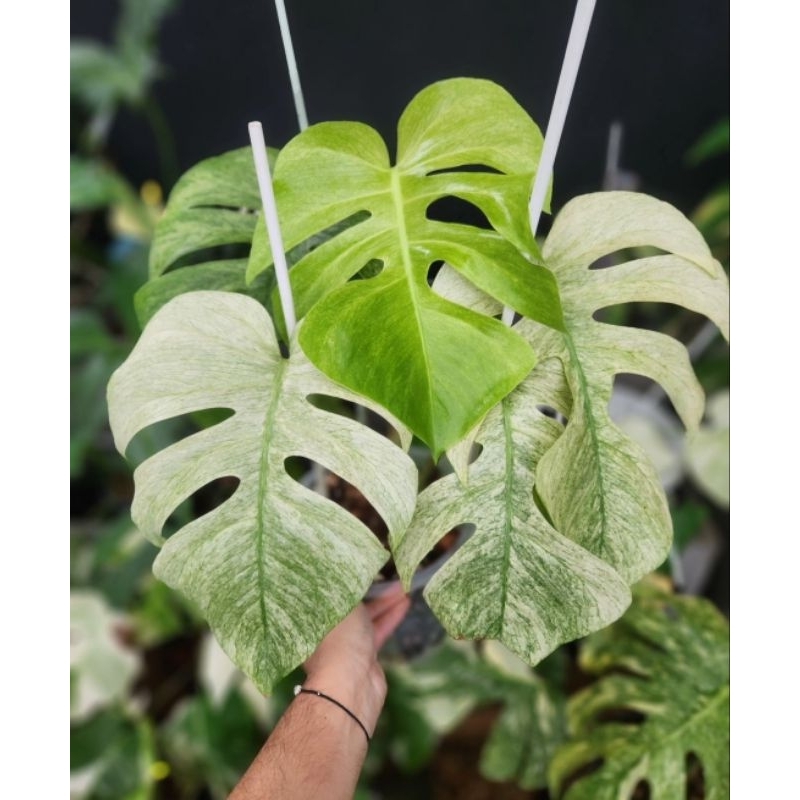 MONSTERA WHITE MONSTER | tanaman hias koleksian