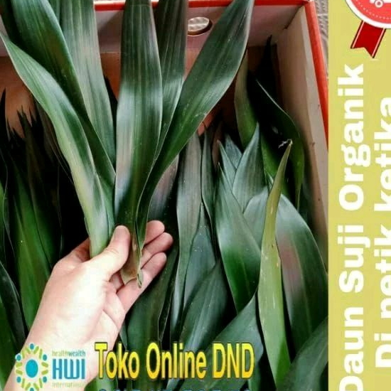 

DAUN SUJI SEGAR 1,25 KG / DAUN SUJI ORGANIK