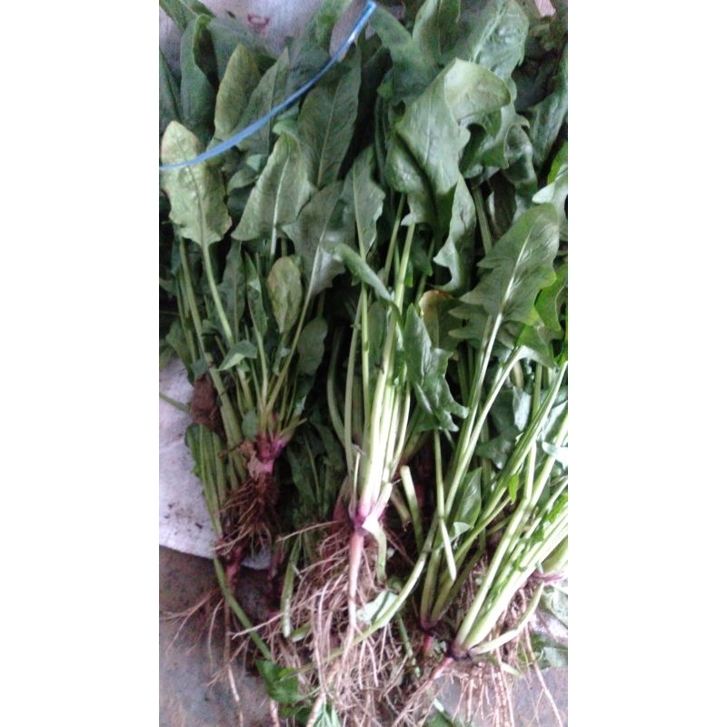 

SAYUR SPINACH HORENZO / HORINSO / BAYAM JEPANG