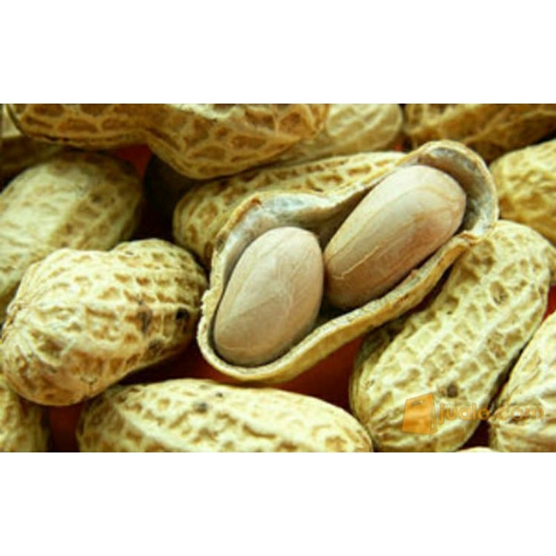 

GROSIR KACANG TANAH (BUAT SAMBAL) 500 gram