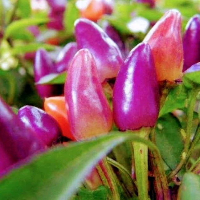 2 Butir biji benih cabe hias ungu/cabai hias ungu bentuk lilin/purple candle