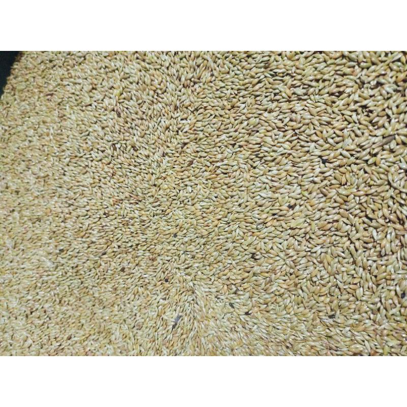 Kenari Seed Canary 1kg Vita/Toy Pakan Burung