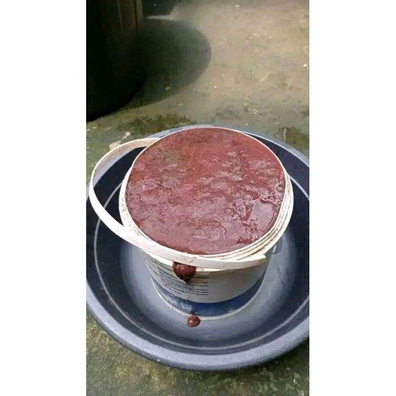 CASUT/Cacing SUTRA Fres alm hidup buat pakan burayak CUPANG,lele,nila,koki DLL