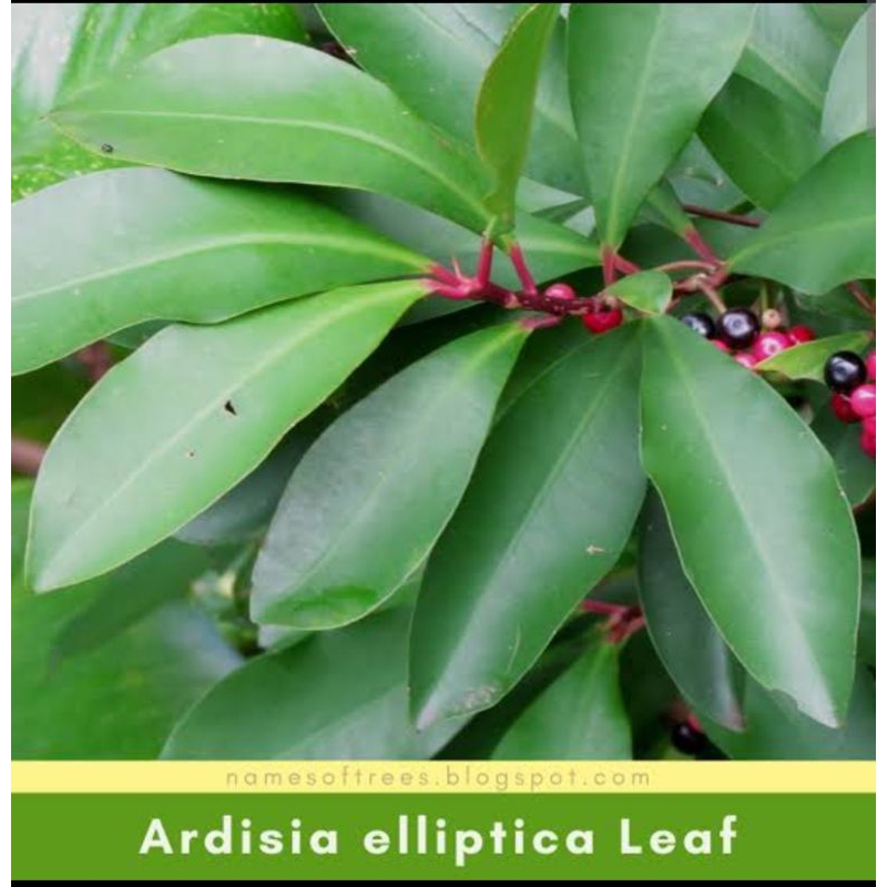 

DAUN LEMPENI SEGAR 1 KG