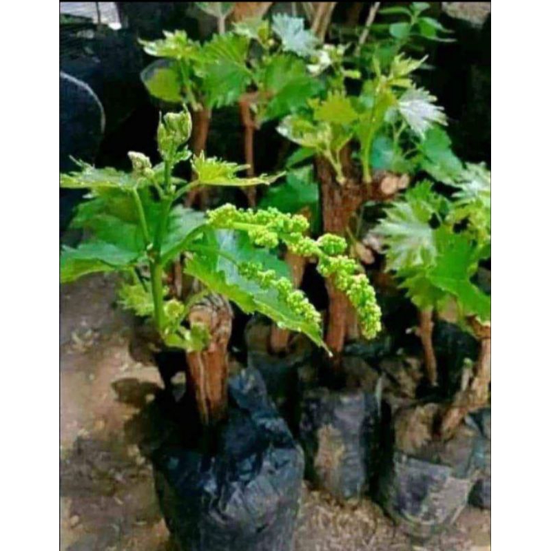 bibit anggur berbunga anggur red