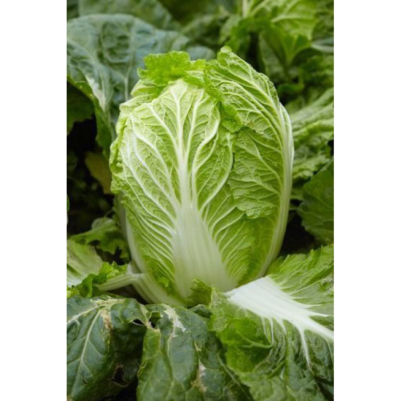 25 Benih Sawi Putih Sayur Benih Sawi Putih Unggul Berkualitas Bibit Sawi Putih Unggul