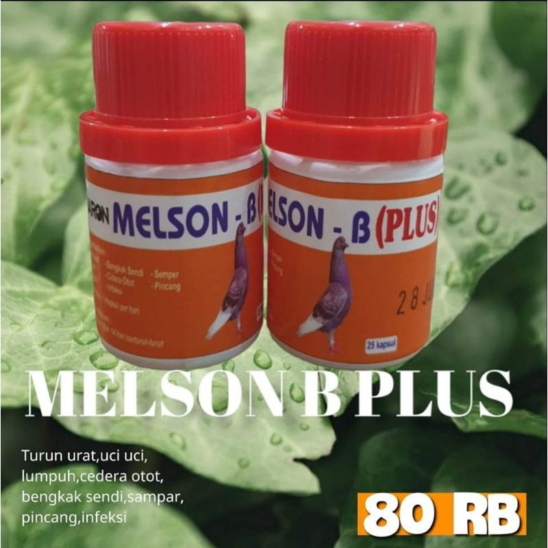 Melson b plus baron merpati, jamu cidera merpati