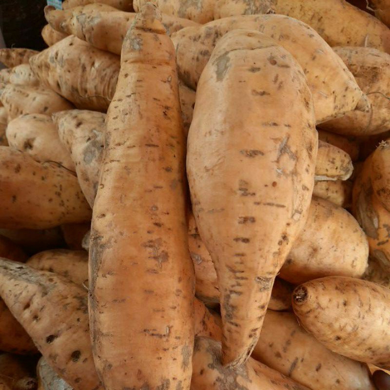 

ubi madu cilembu mentah super