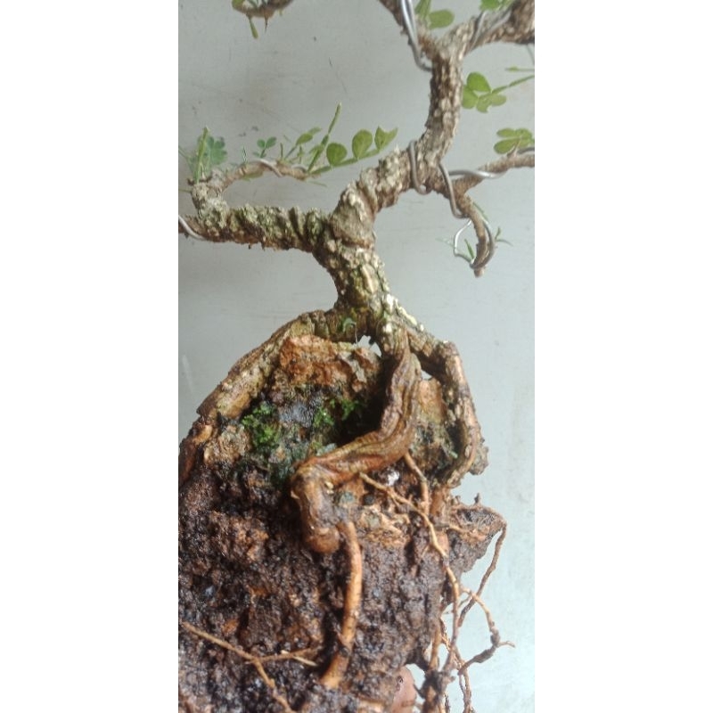 bonsai mame kawista batu prospek(realpic)