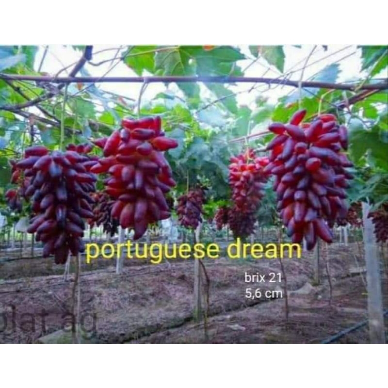 Bibit Anggur Portuguese Dreams Grafting atau Anggur NN06 grafting