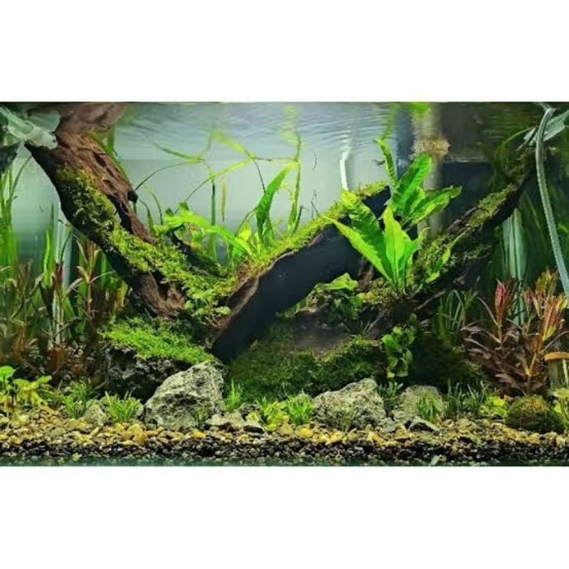 Paket Tanaman Aquascape 30-40cm Pemula Low Co2 ( Tanaman Aquascape Tanpa Co2 ) - Tanaman Aquascape