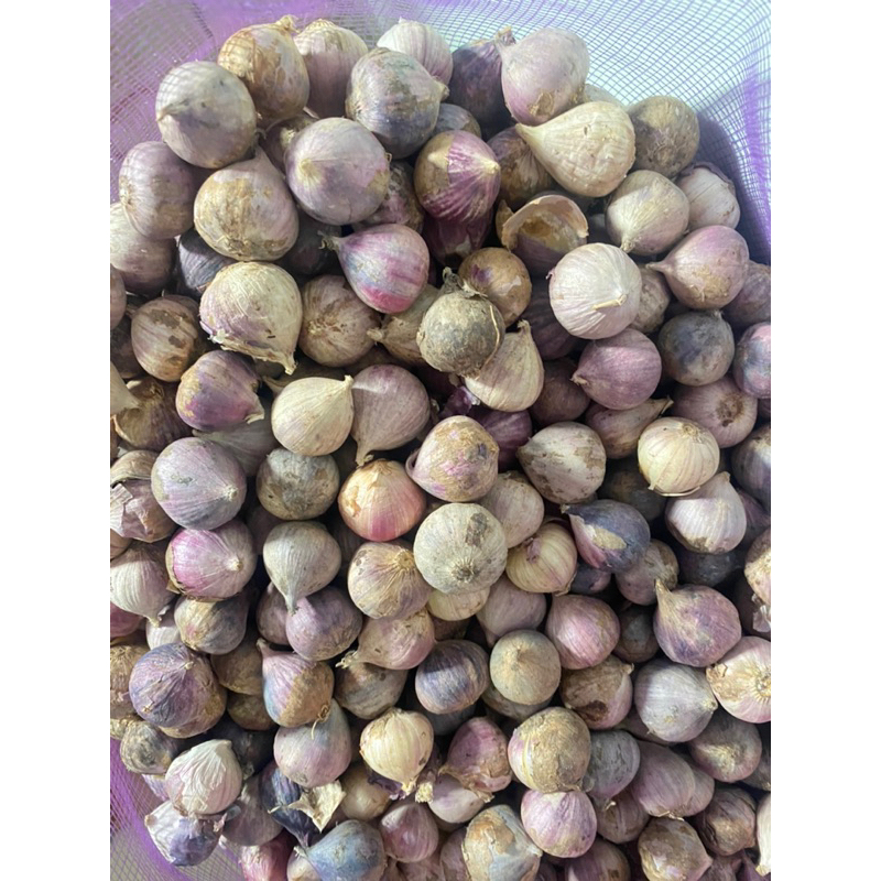 

Bawang Putih Tunggal 1 Kg