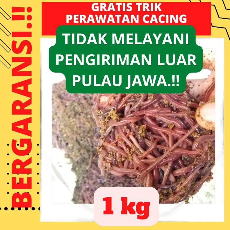 Cacing Tanah 1kg