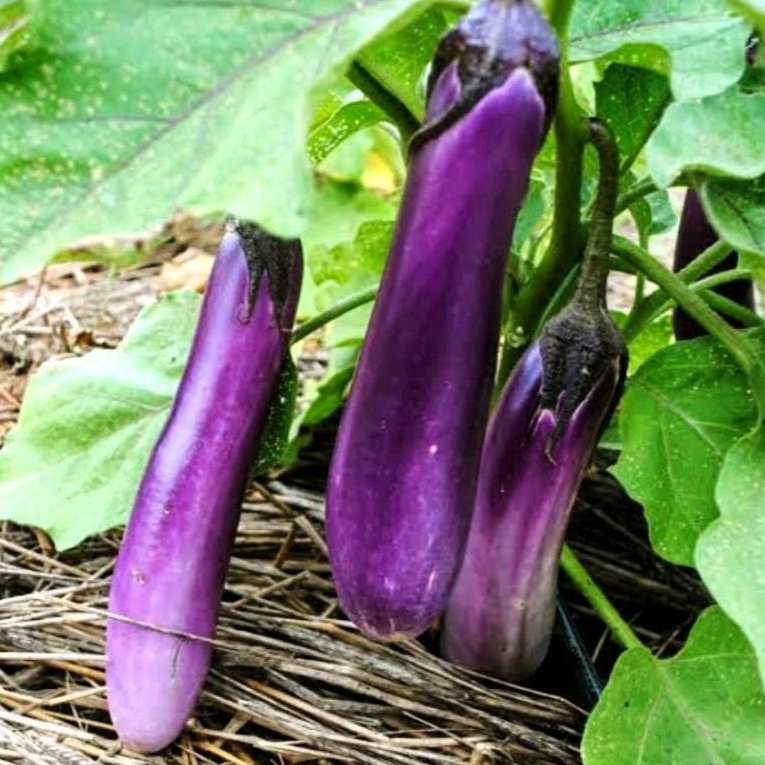 3 Jenis Bibit/benih biji Terong Ungu Panjang unggul/Terung ungu TORINO F1