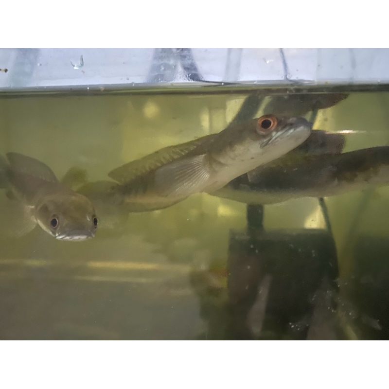 Channa Yellow Sentarum Size 18-25cm