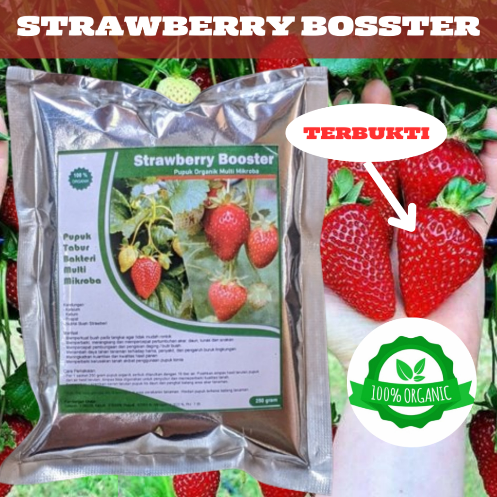 PUPUK BOOSTER STRAWBERRY || PUPUK STRAWBERRY || BERBUAH LEBAT