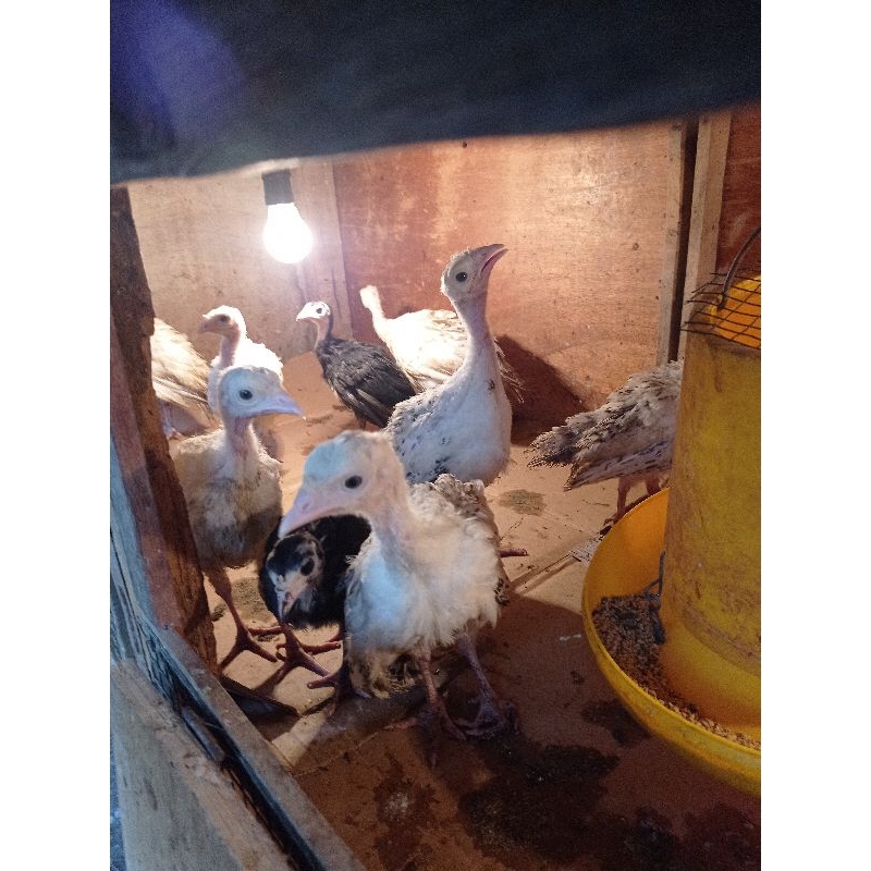 ayam kalkun