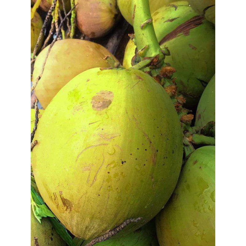 

kelapa muda hijau