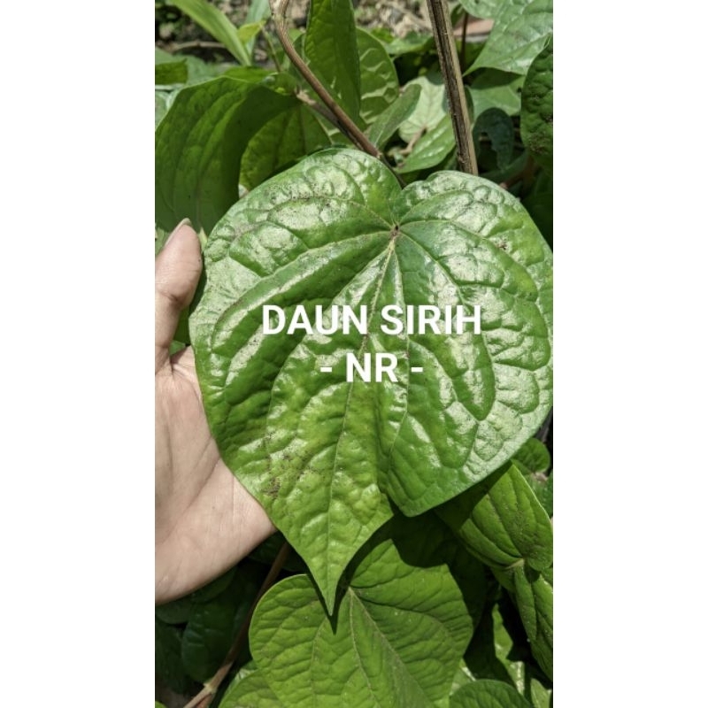 

DAUN SIRIH JUMBO SEGARR 100 GRAM