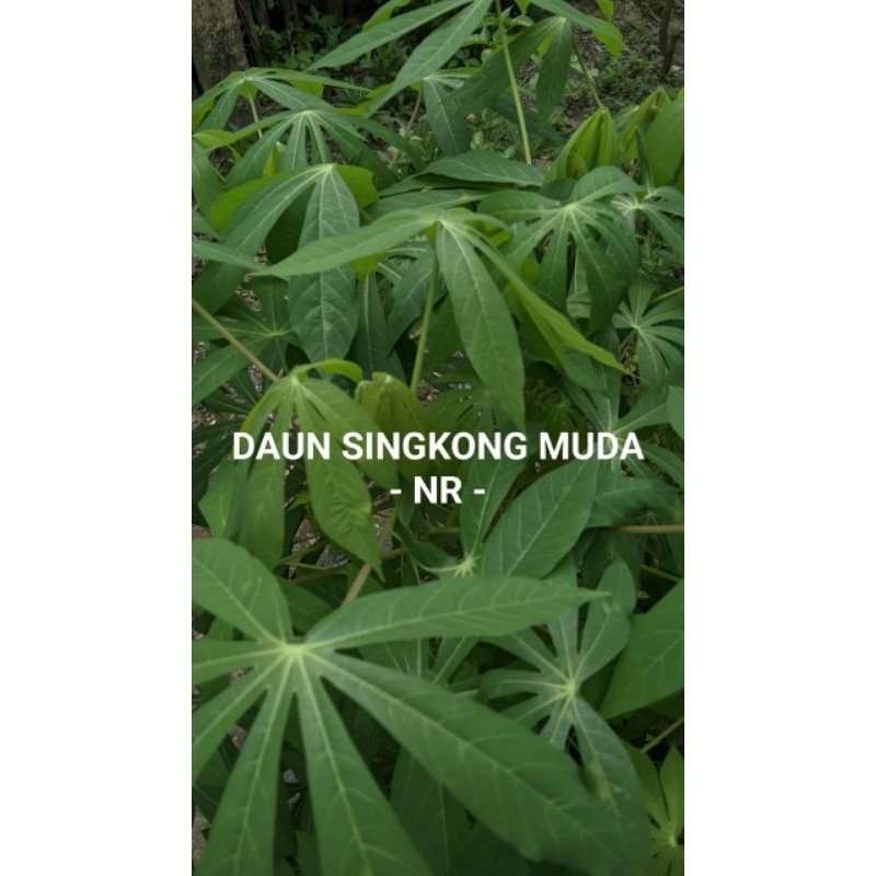 

DAUN SINGKONG MUDA SEGARR DIPETIK DADAKAN 250 GRAM