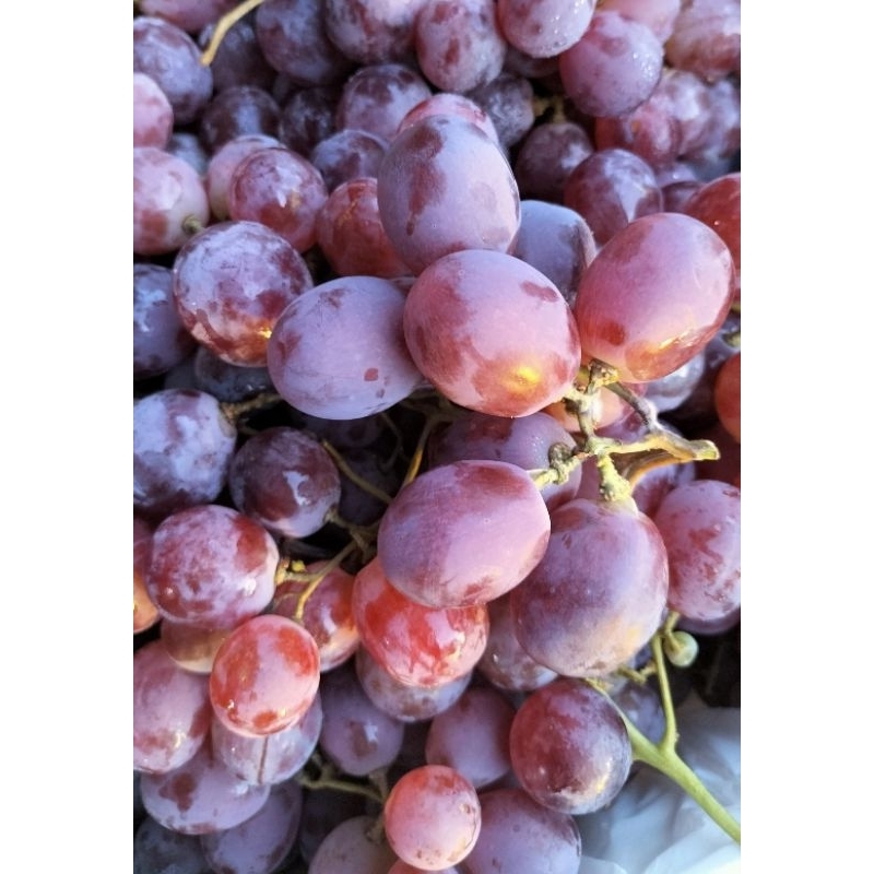 

BUAH MURAH ANGGUR RED MANIS SEGAR